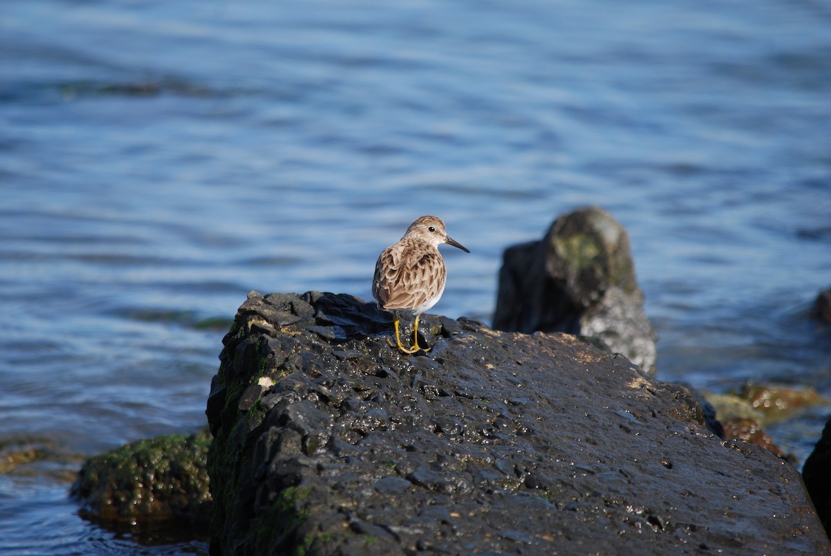 Least Sandpiper - ML203173541