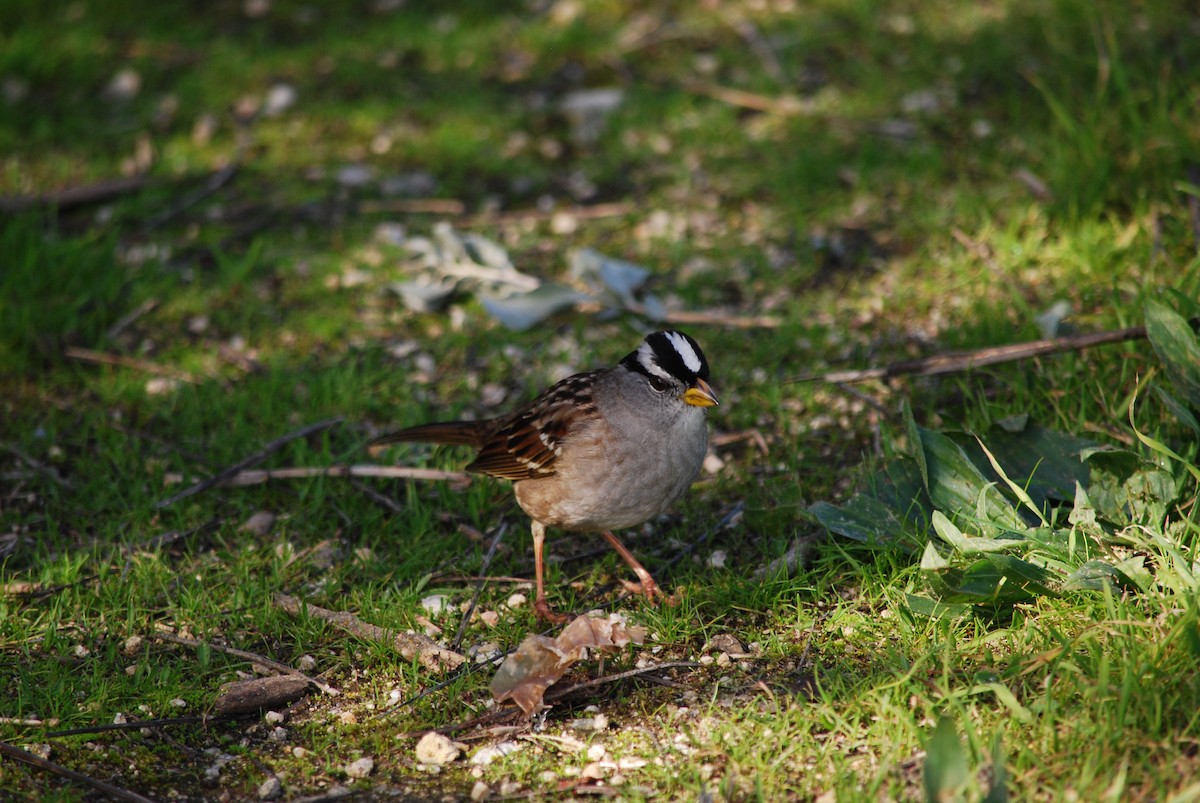 White-crowned Sparrow - ML203173671