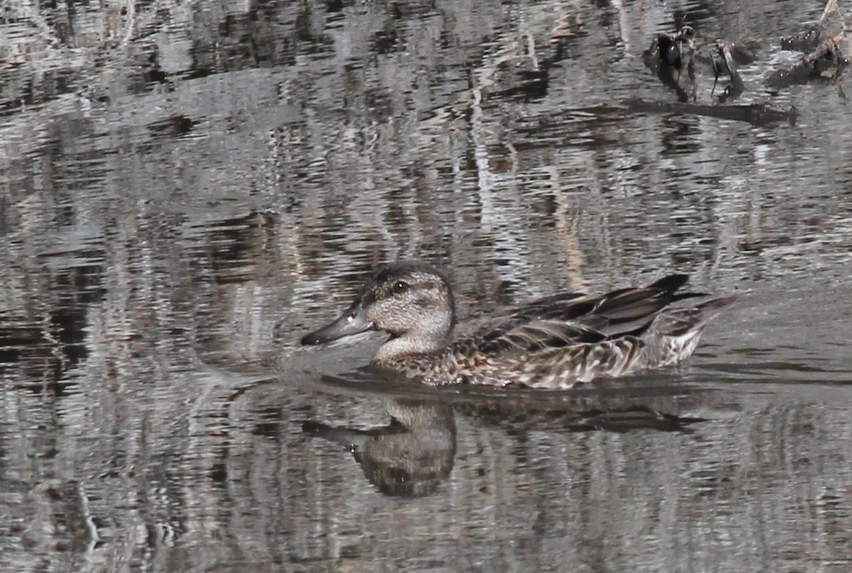 Green-winged Teal - Margaret Viens