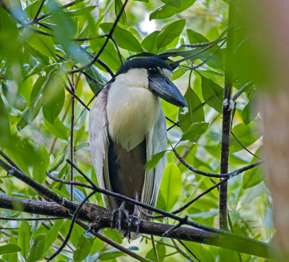 Boat-billed Heron - ML203175581