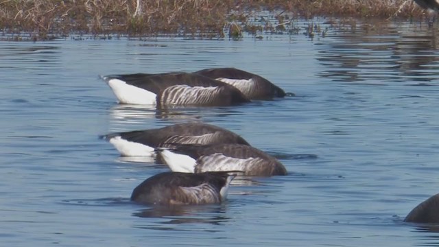 Brant (Black) - ML203175901