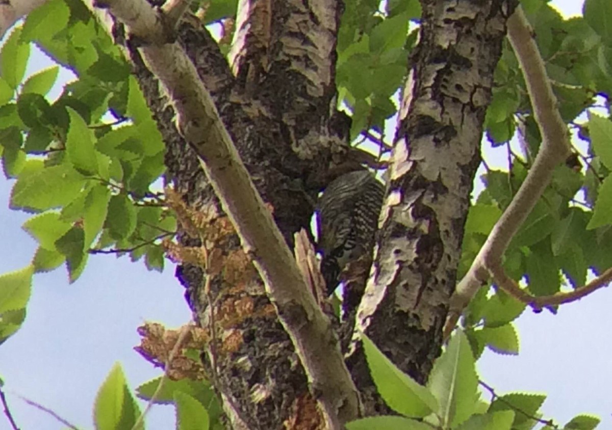 Williamson's Sapsucker - ML20317611