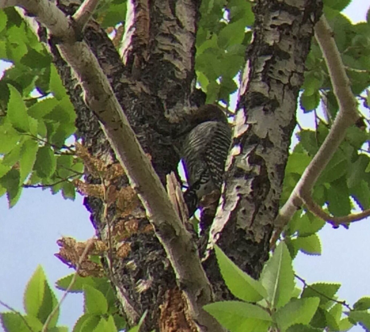 Williamson's Sapsucker - ML20317621