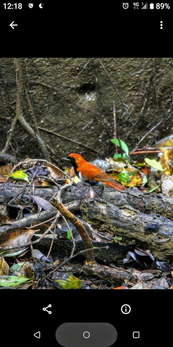 Ryukyu Robin - ML203177391