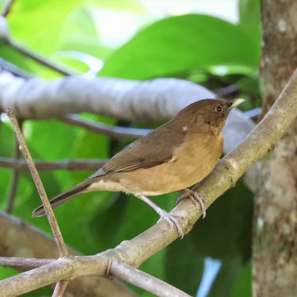 Clay-colored Thrush - ML203178421