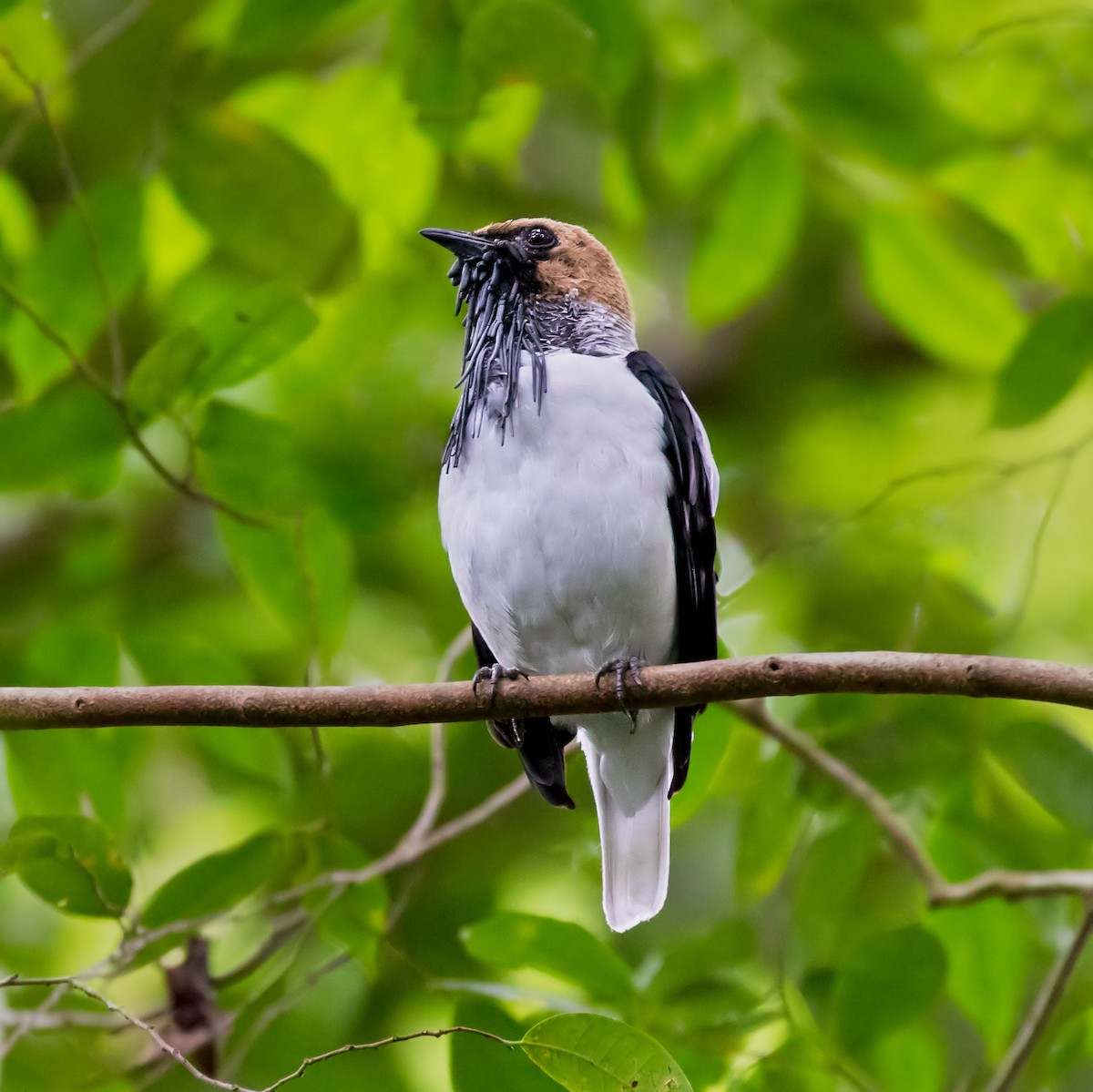 Bearded Bellbird - Vayun Tiwari