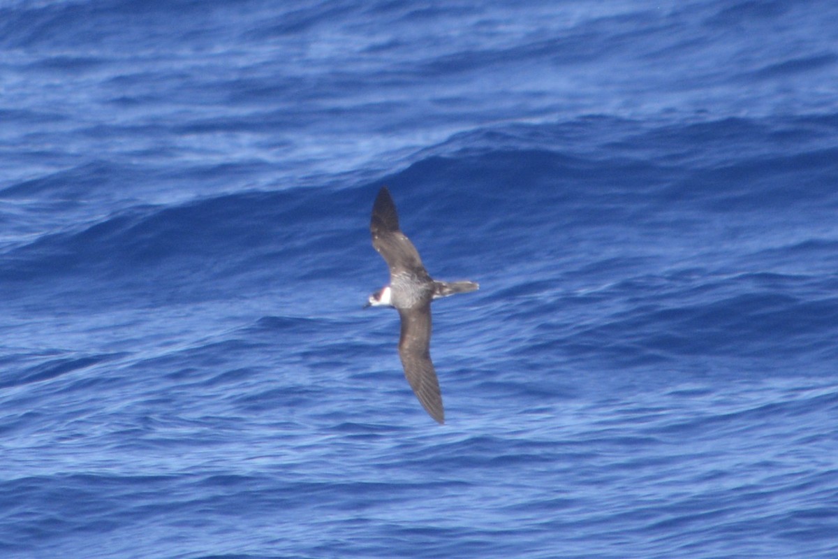 White-necked Petrel - Alex Wang