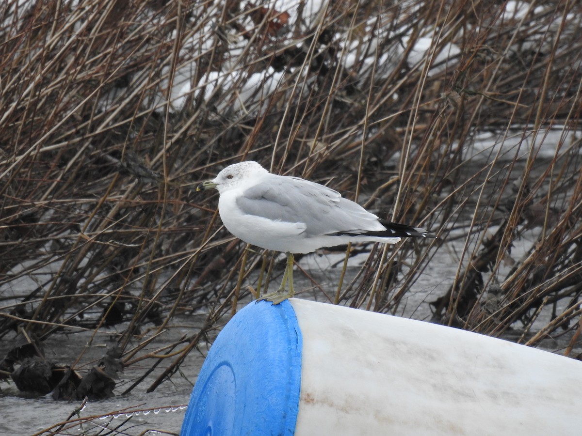 Ring-billed Gull - Bob Bryerton