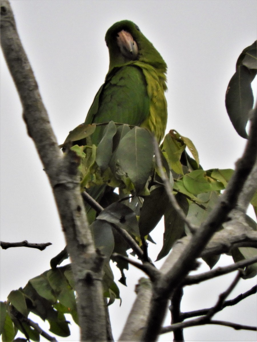 Meksika Yeşil Papağanı - ML203180621