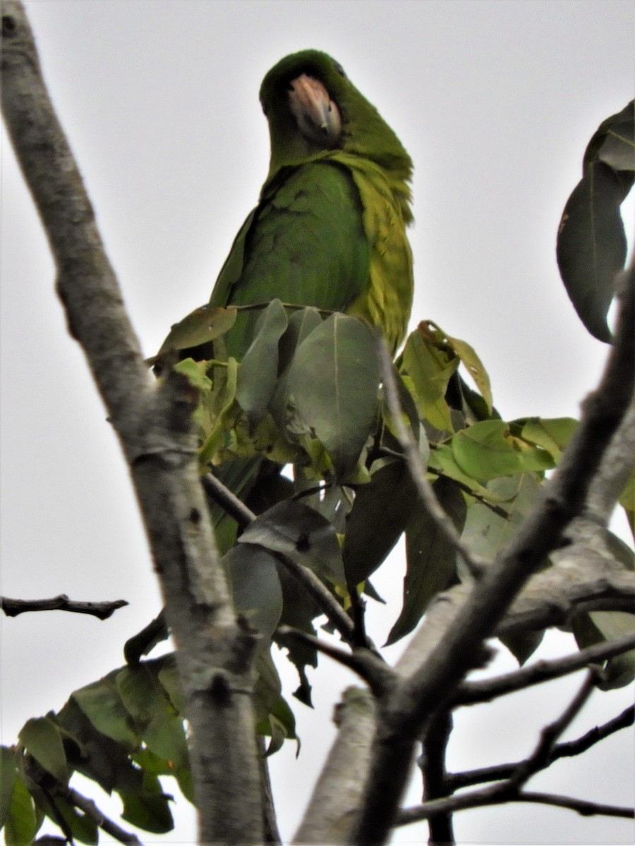 テリハメキシコインコ - ML203180621