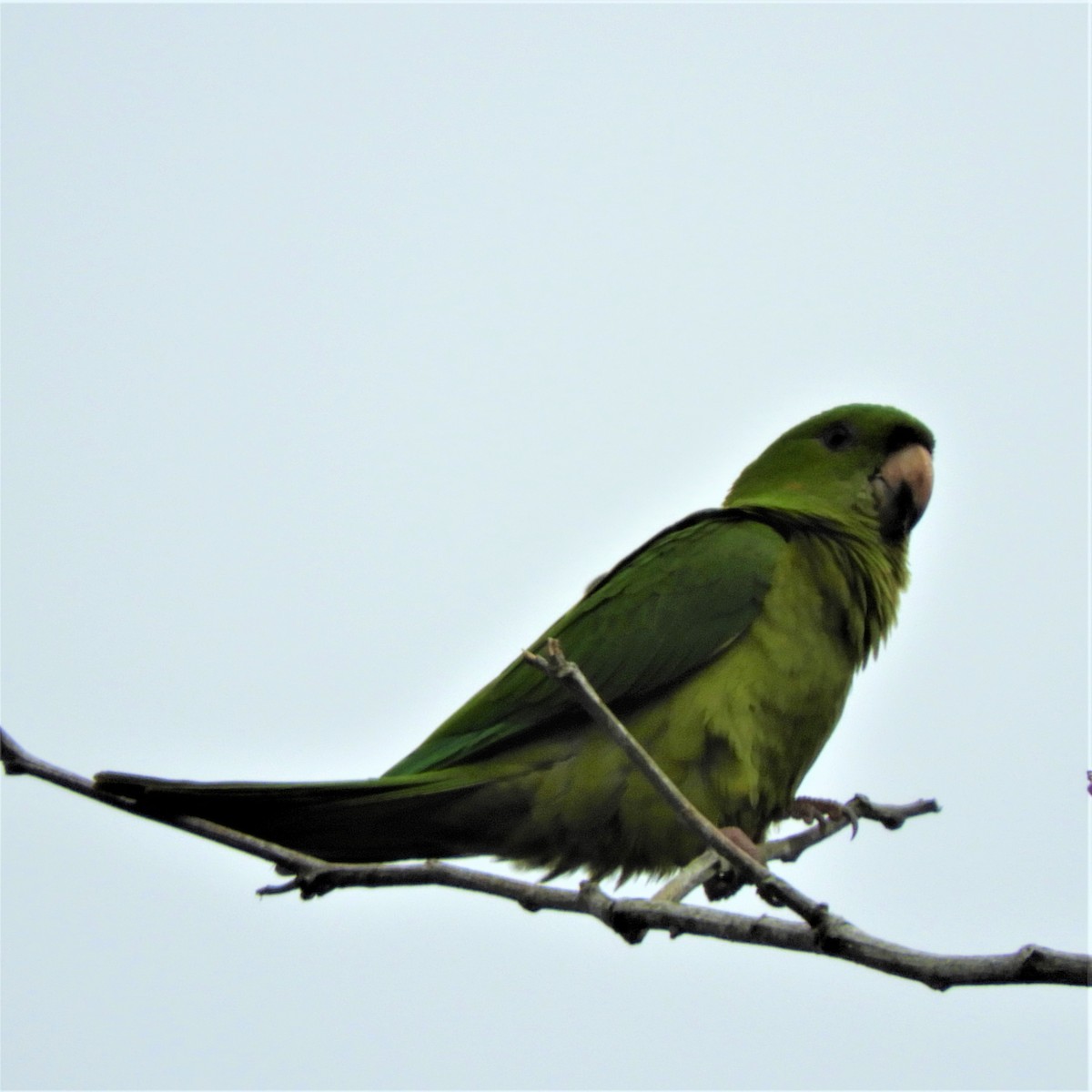 Aratinga Verde - ML203180671