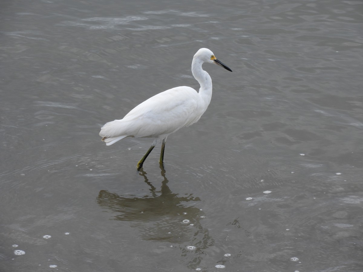 Snowy Egret - ML203180851