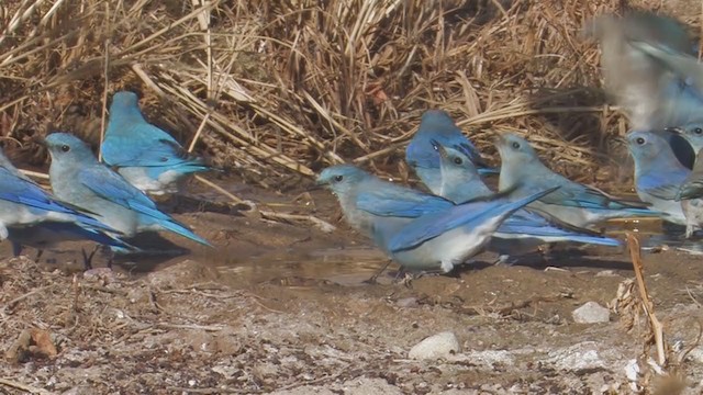 Mountain Bluebird - ML203181151