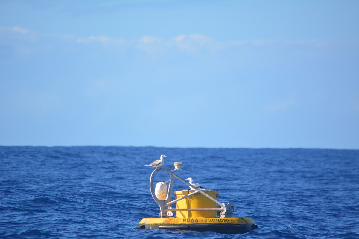 Red-footed Booby - ML203181691