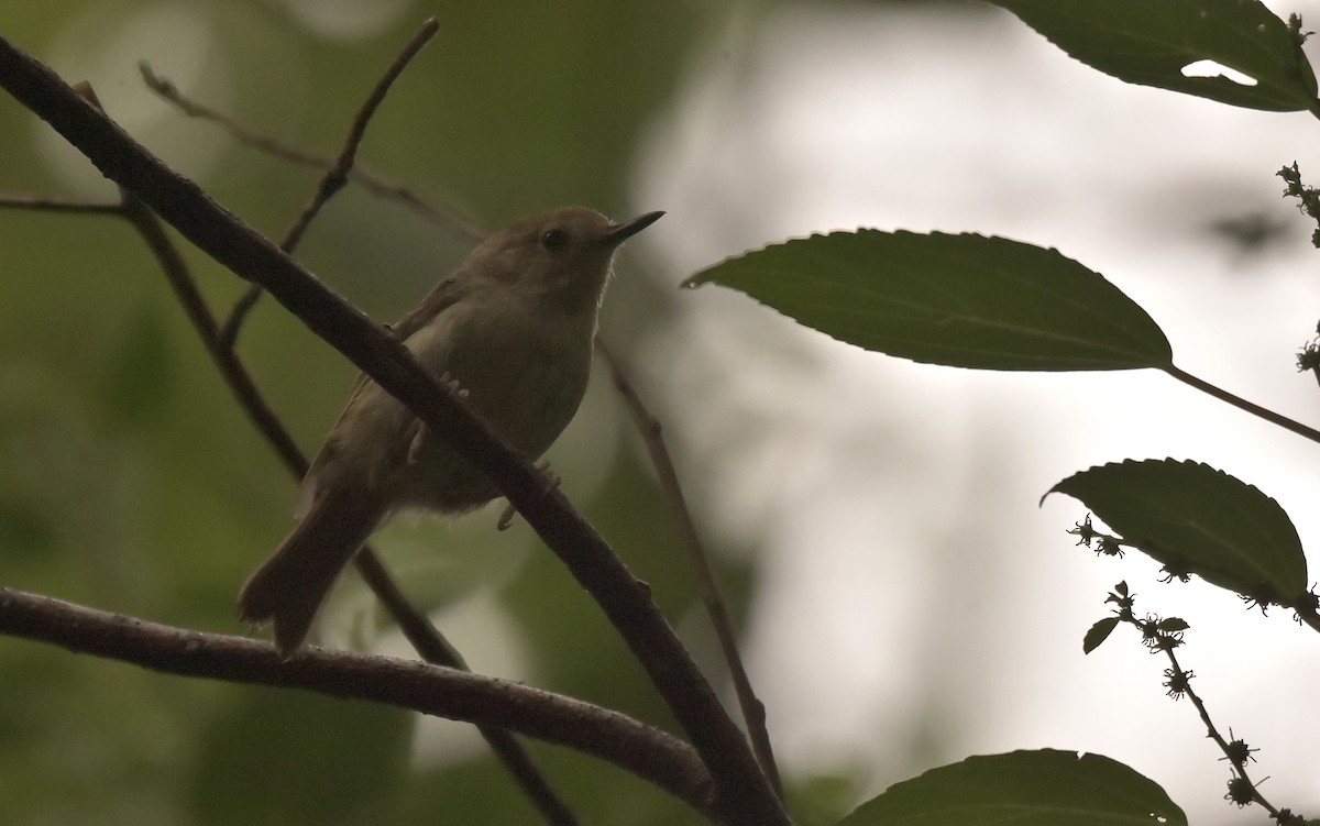 White-browed Scrubwren - ML203184021