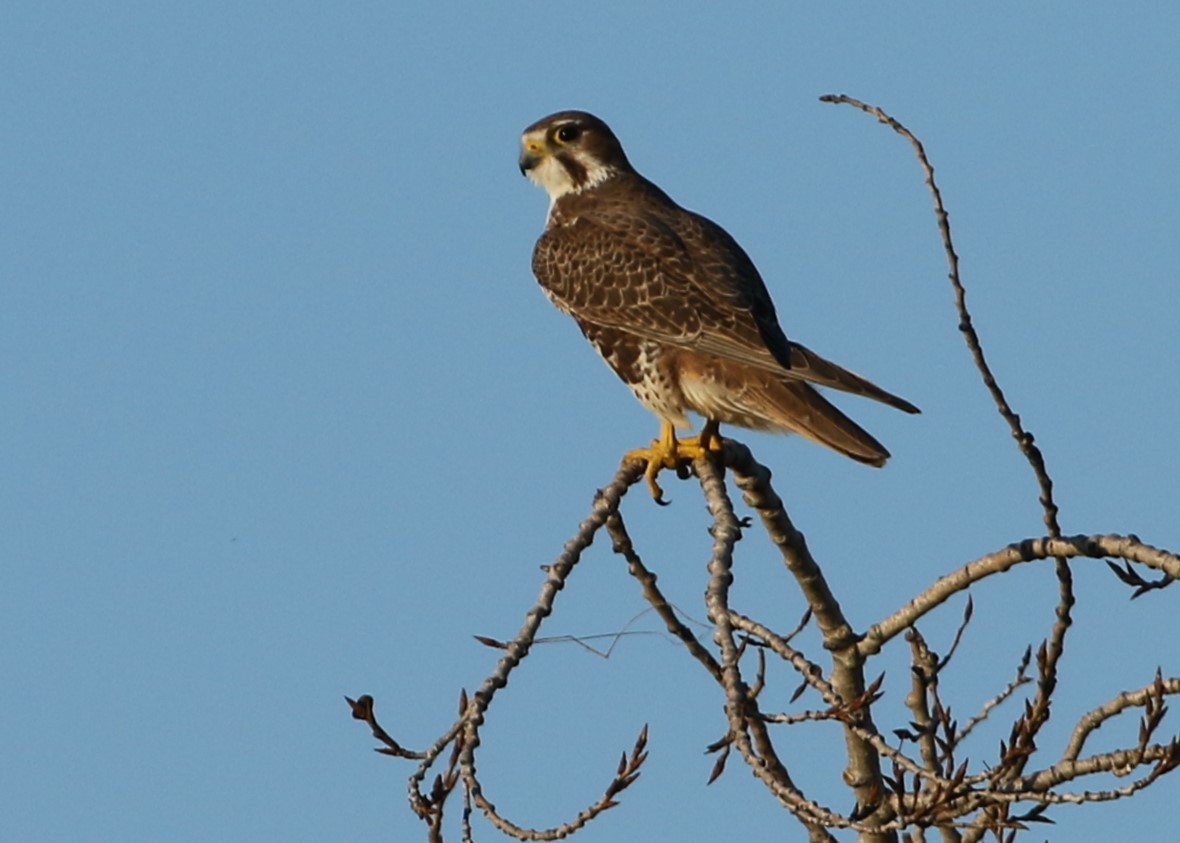 Prairie Falcon - ML203184401