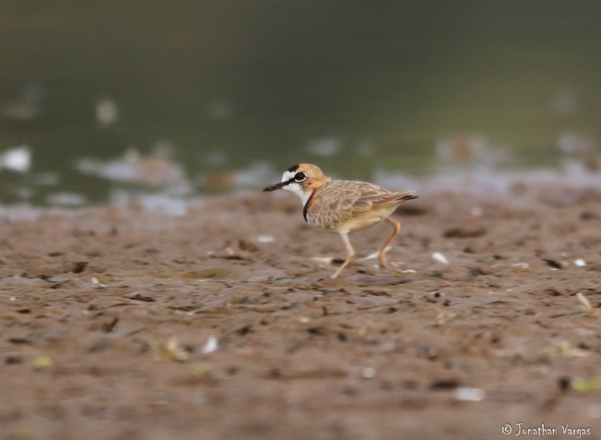 Collared Plover - Jonathan Vargas