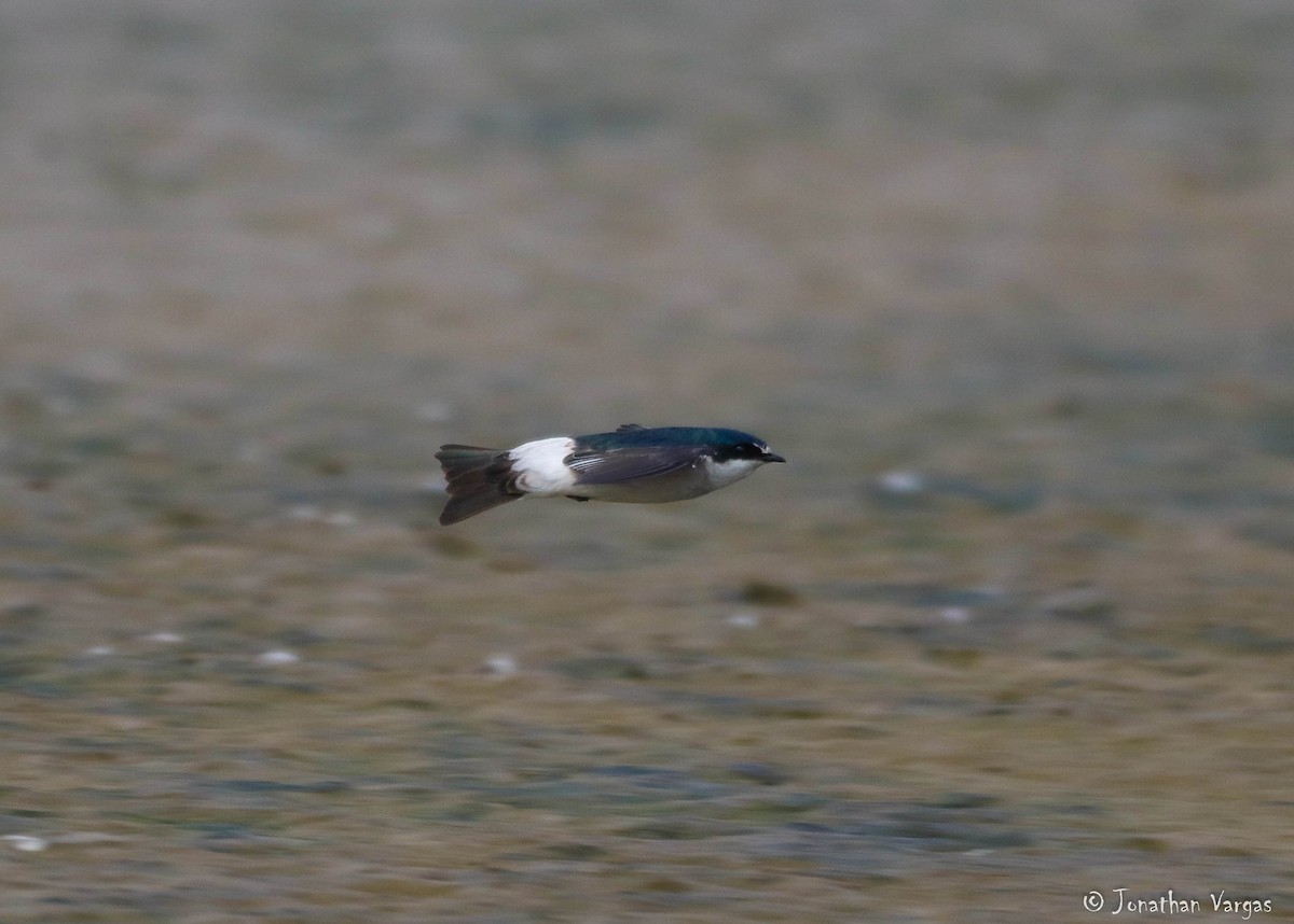 Mangrove Swallow - ML203185521