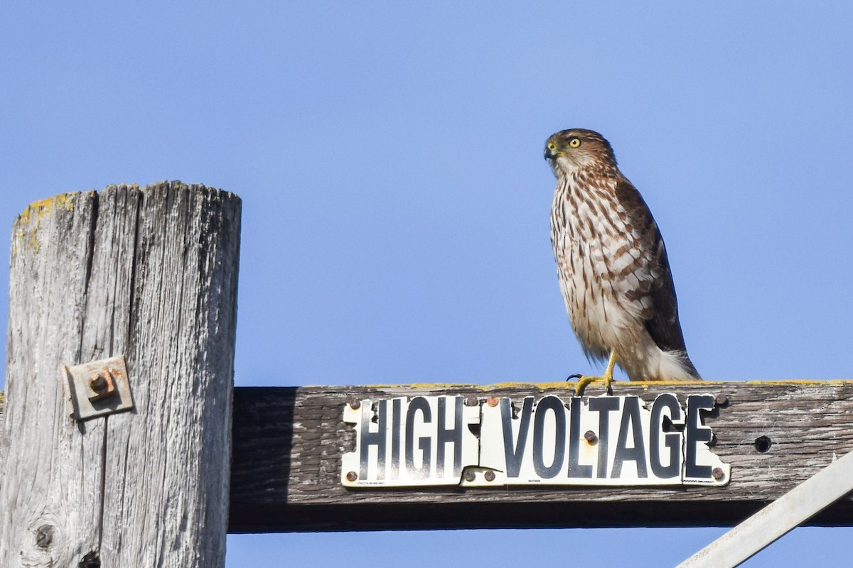 Cooper's Hawk - ML203185531