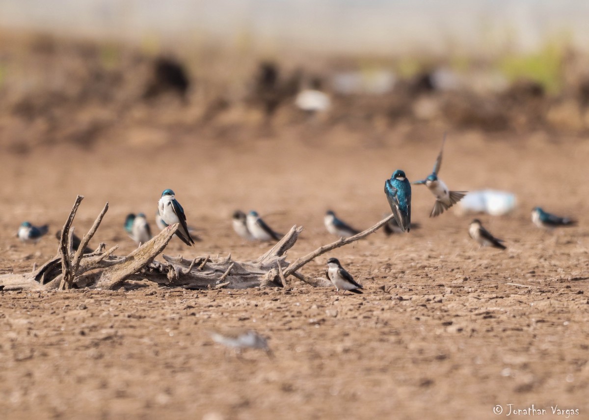 Tree Swallow - ML203185541