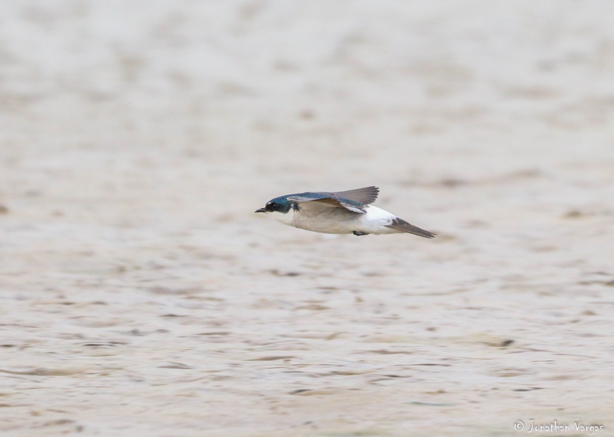 Mangrove Swallow - ML203185581