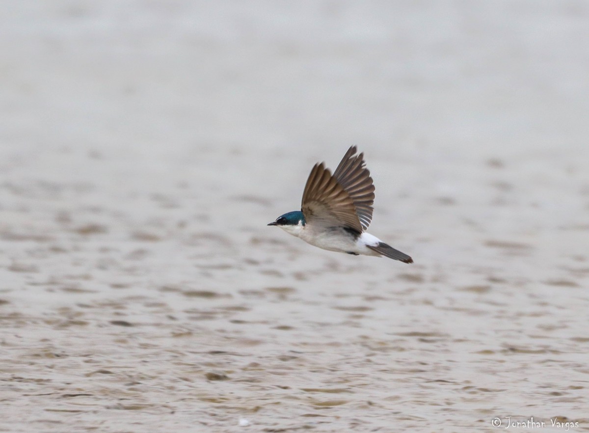 Mangrove Swallow - Jonathan Vargas