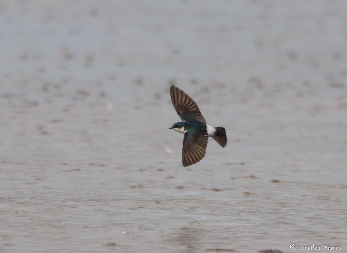 Mangrove Swallow - Jonathan Vargas