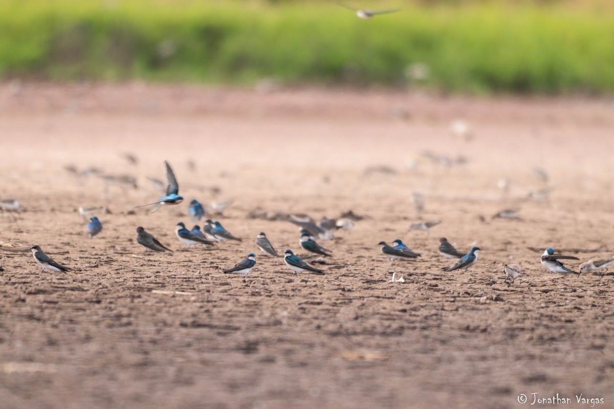 Tree Swallow - ML203185691