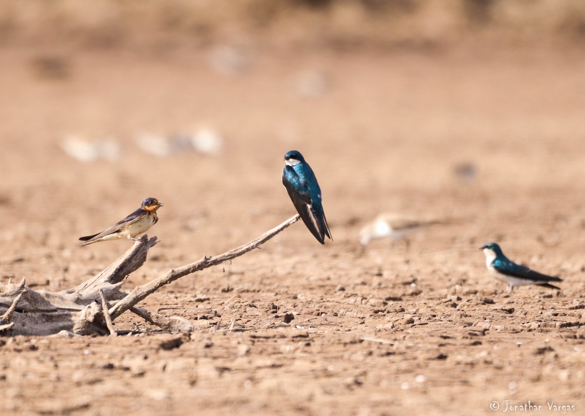 Tree Swallow - ML203185711