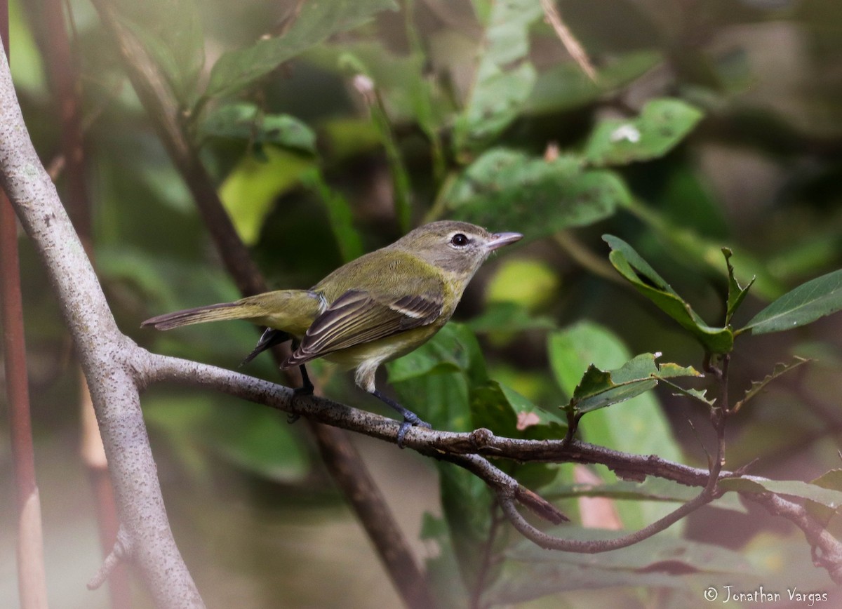 Bell's Vireo - Jonathan Vargas