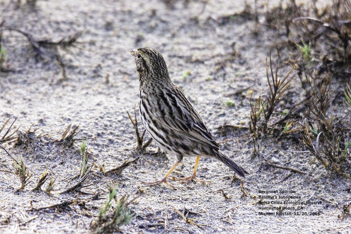 Savannah Sparrow - ML203186731