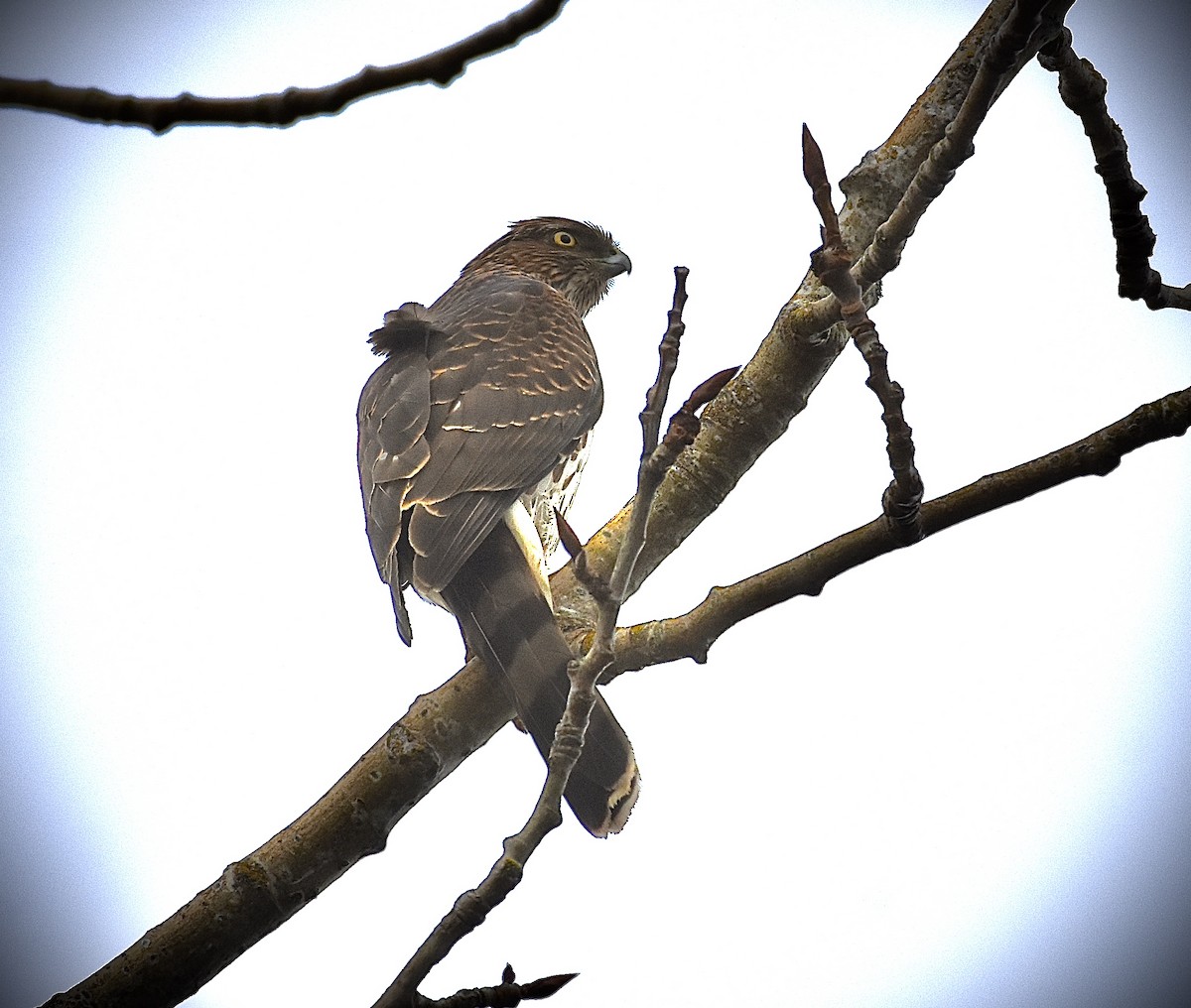 Sharp-shinned Hawk - ML203189261