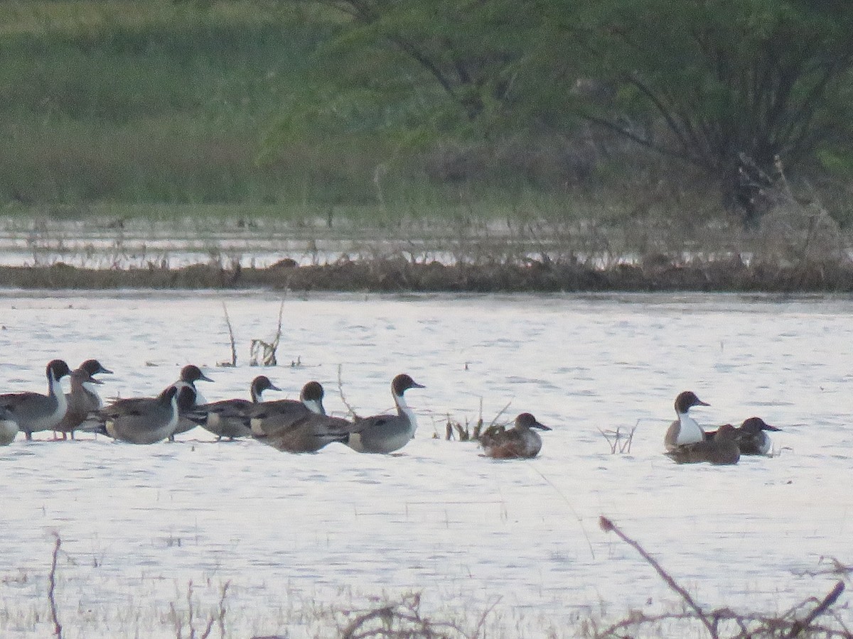 Northern Pintail - ML203190211