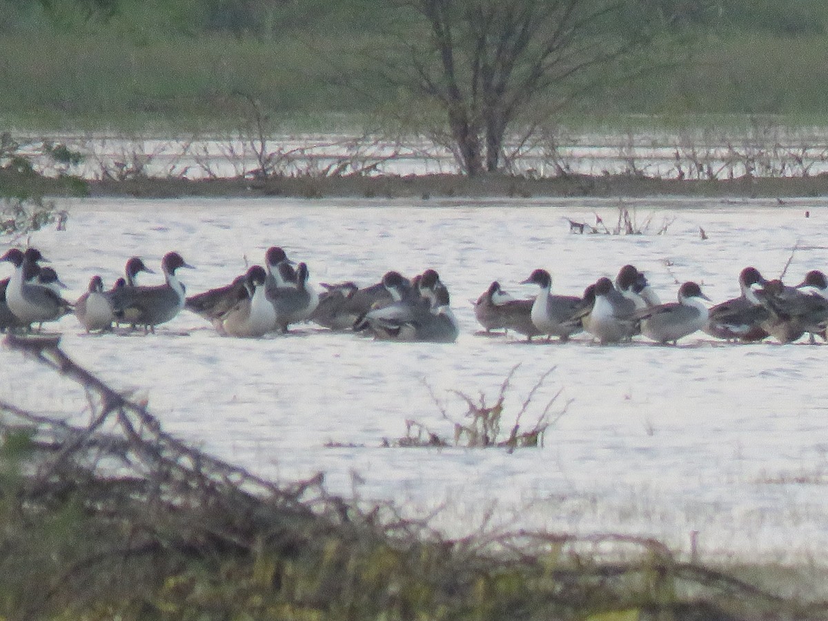 Northern Pintail - ML203190301