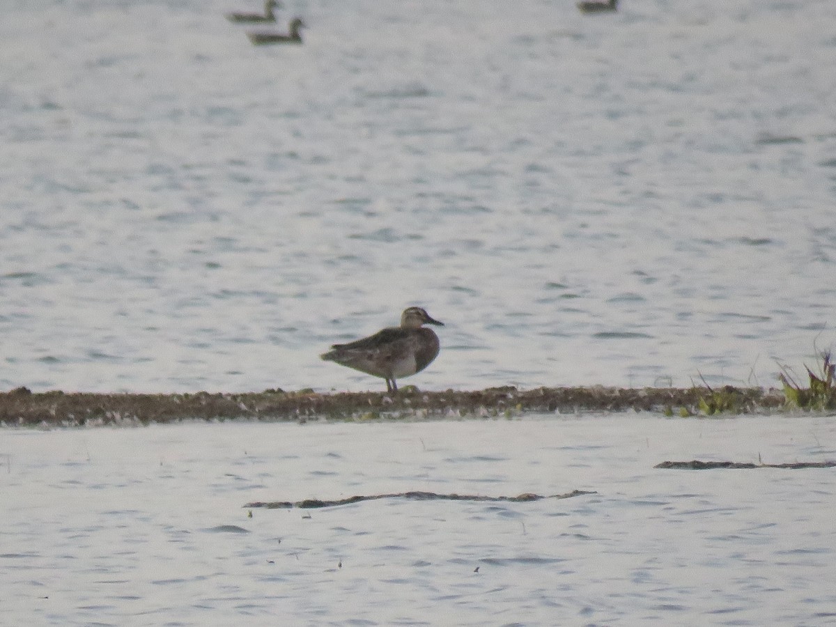 Garganey - ML203190321