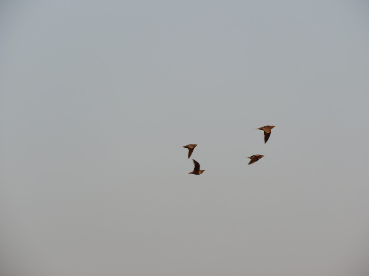 Chestnut-bellied Sandgrouse - ML203190341