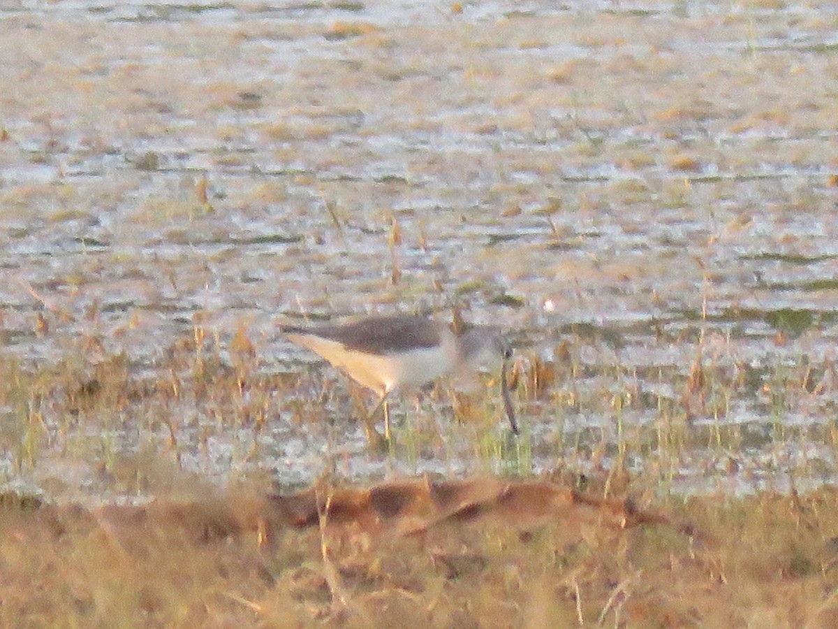 Common Greenshank - ML203190501