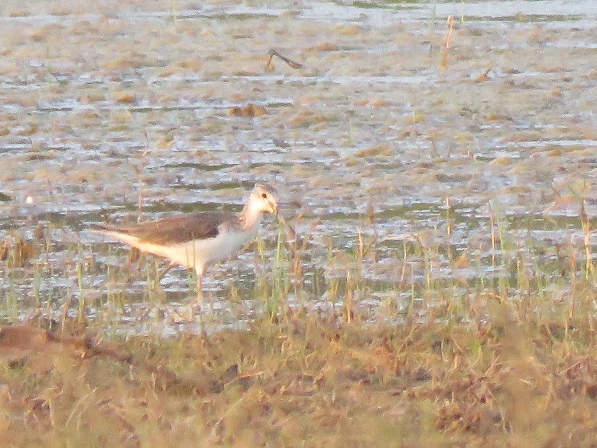 Common Greenshank - ML203190521