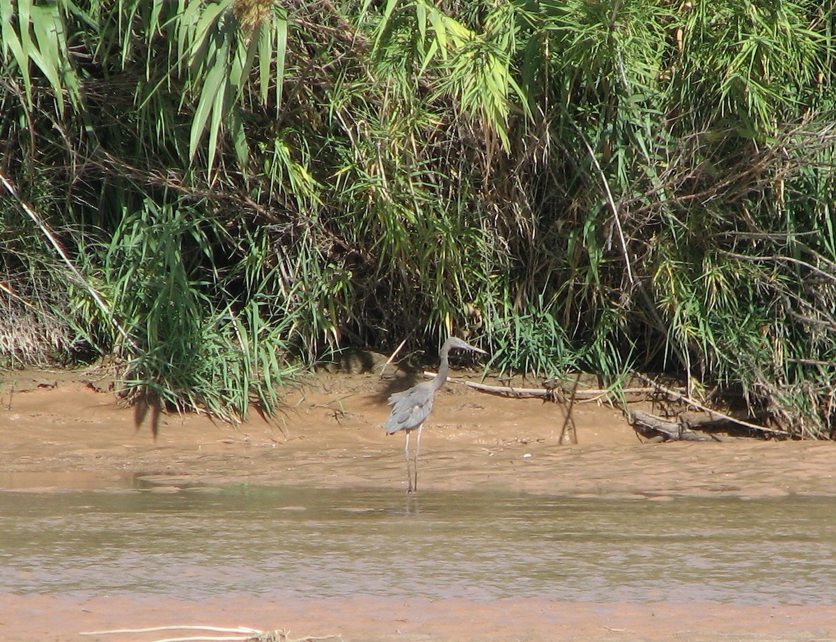 Reddish Egret - ML20319261