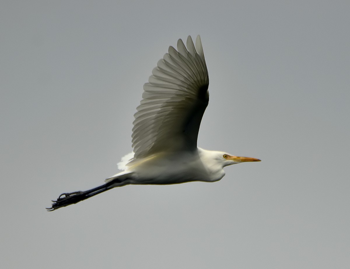 Eastern Cattle Egret - Chris Chafer