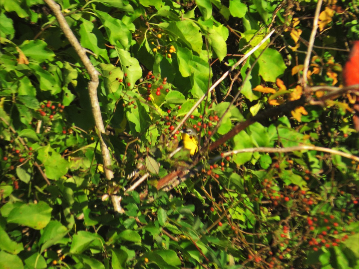 lesníček žlutoprsý - ML20319361