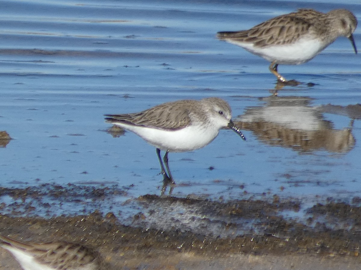 Bergstrandläufer - ML203193921