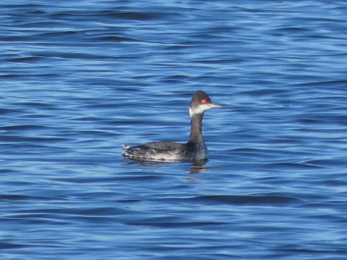 Eared Grebe - ML203194121