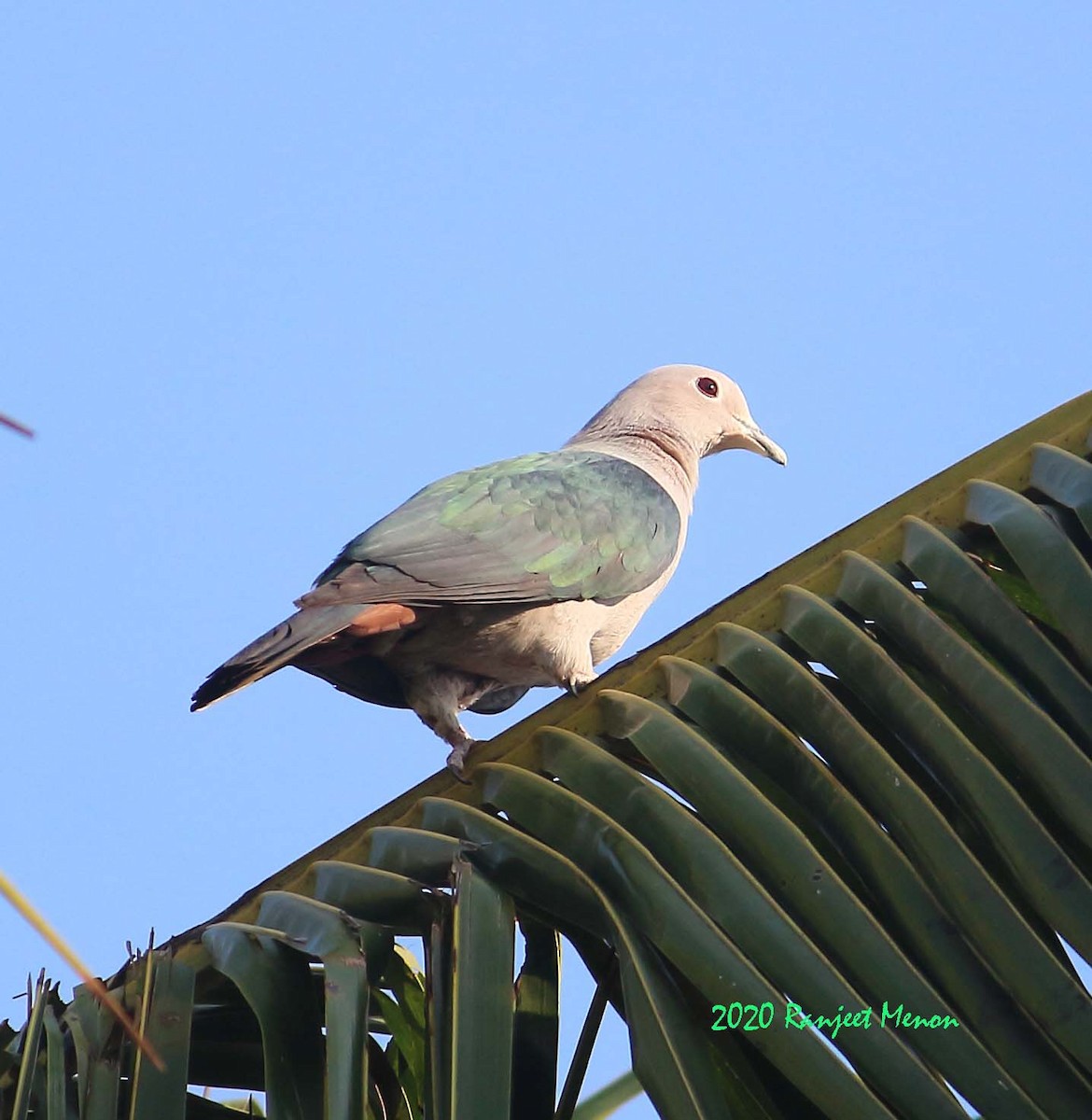 Green Imperial-Pigeon - ML203194781