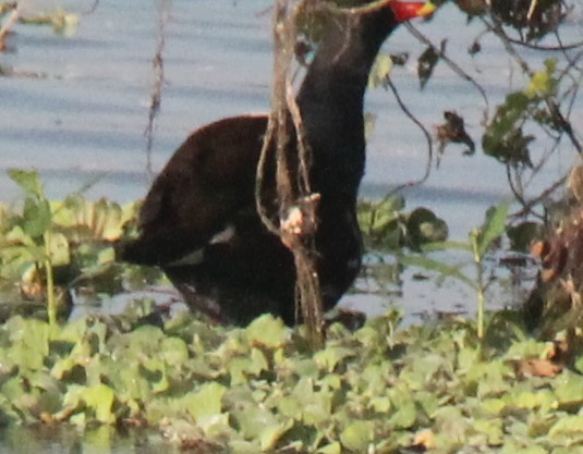 Uroilo arrunta - ML203194811