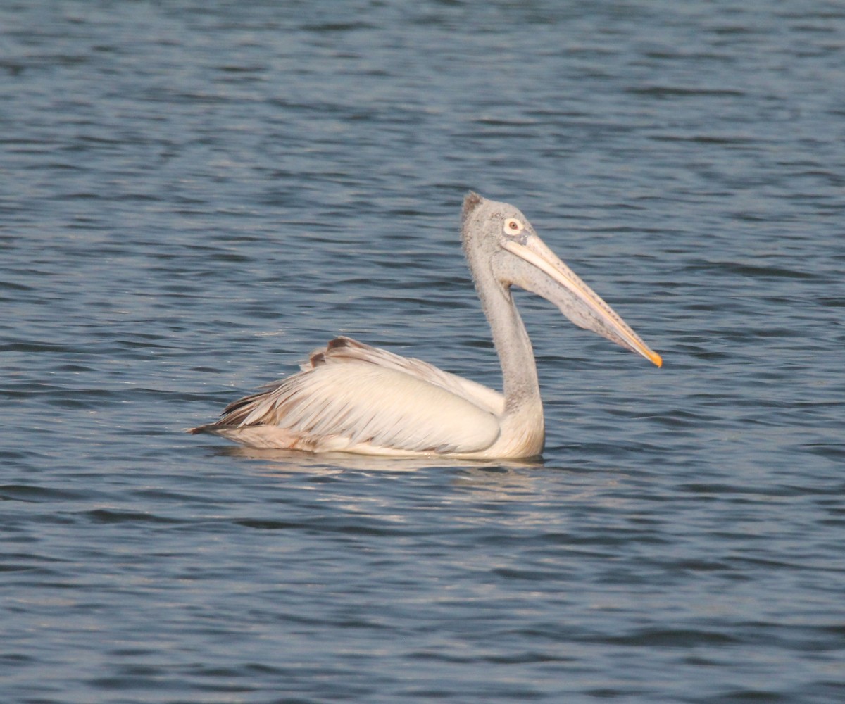Spot-billed Pelican - ML203194871