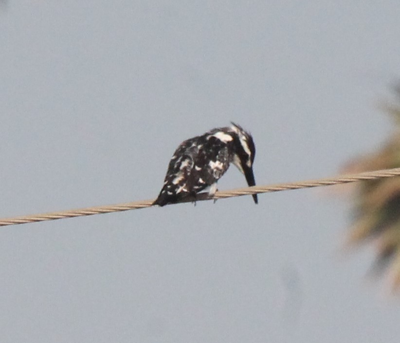 Pied Kingfisher - ML203195031
