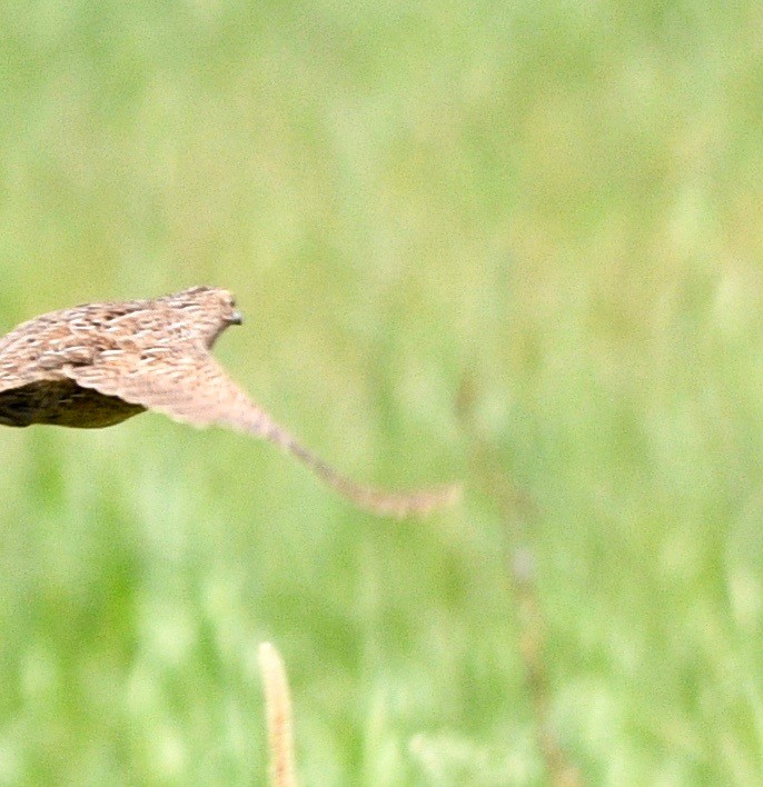 Brown Quail - ML203197251