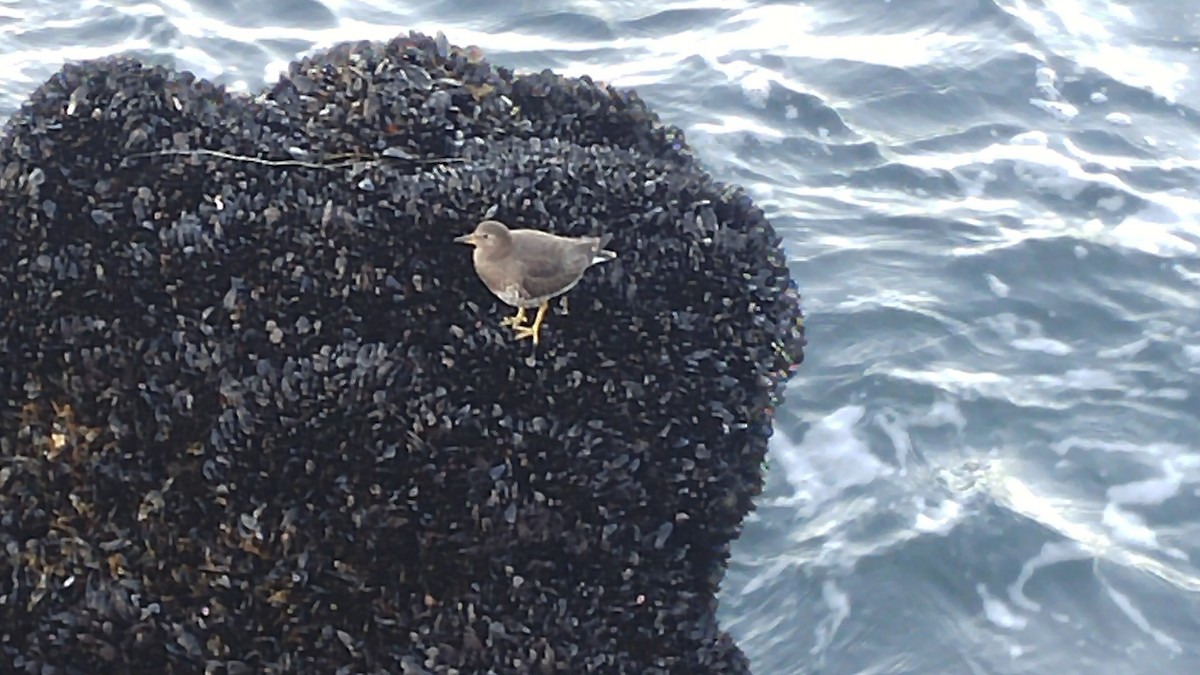 Surfbird - ML203197581