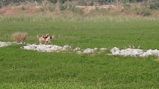 Чайка сіра - ML203198691